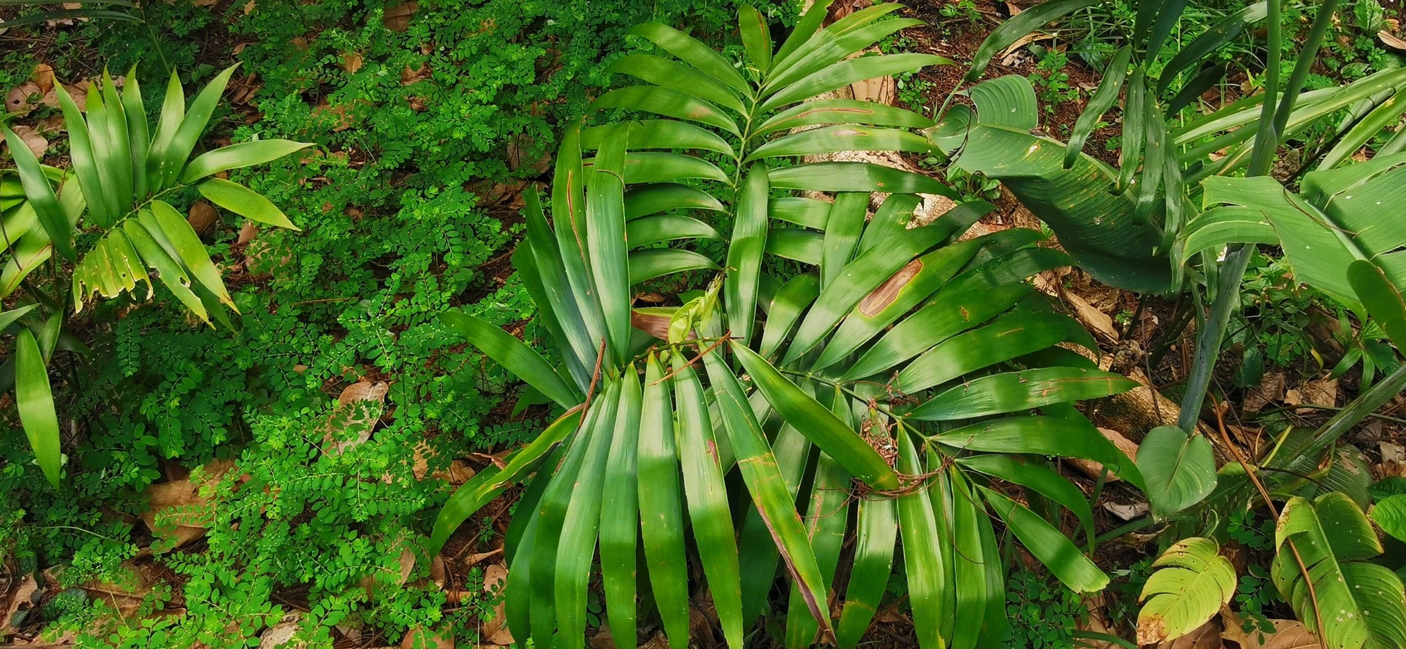 Zamia boliviana leaf
