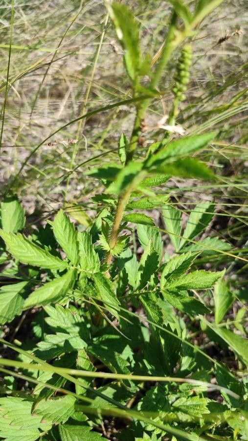 Agrimonia pilosa leaf