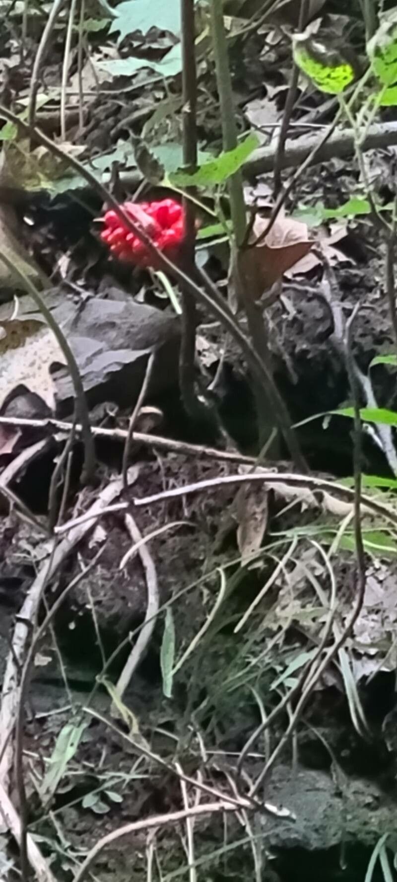 Asarum caudatum fruit