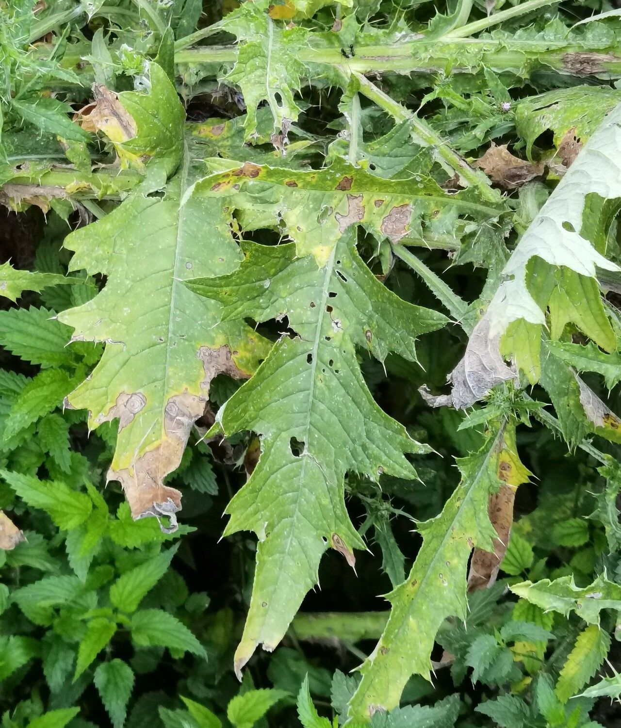 Cirsium creticum leaf