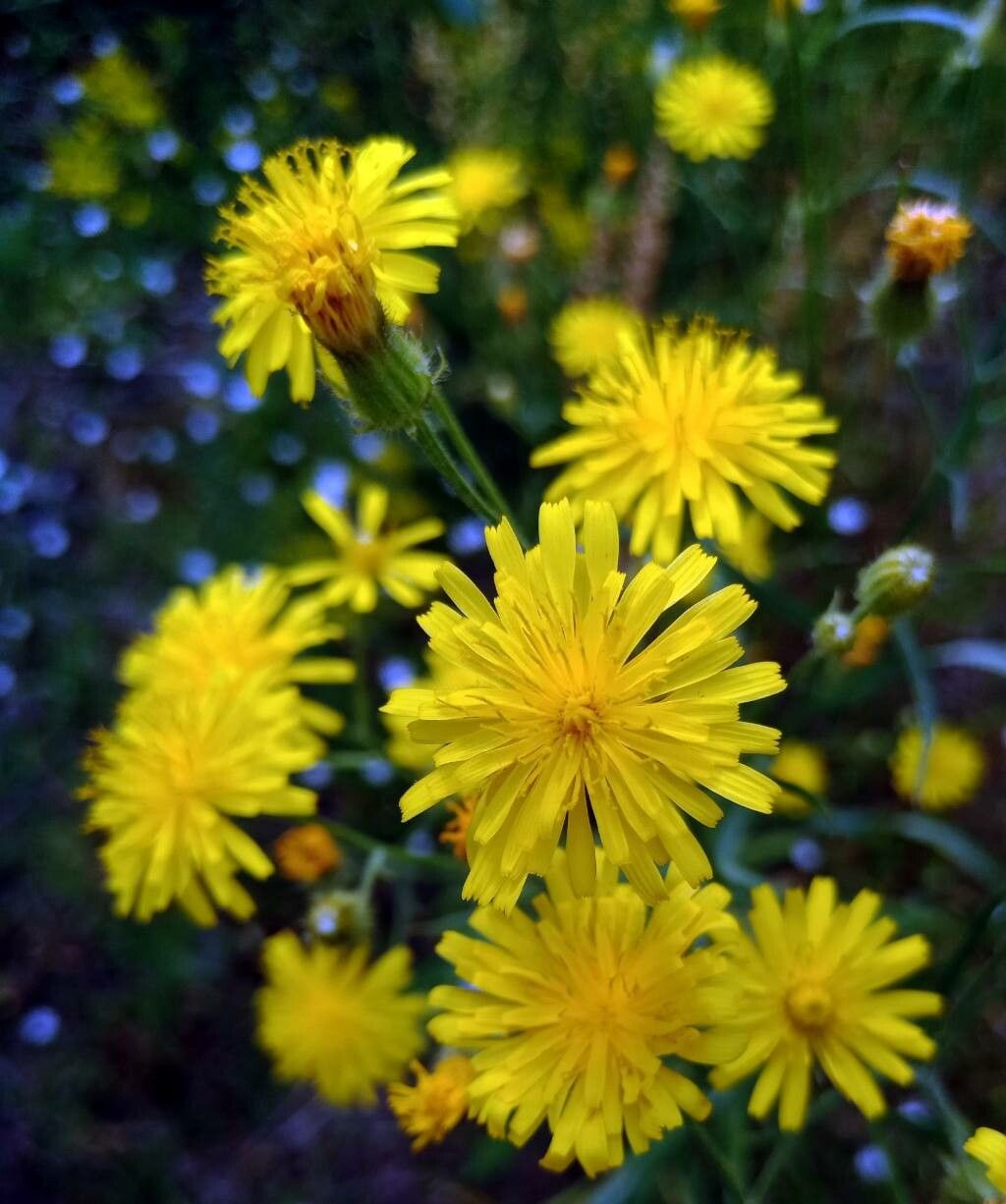 Crepis biennis flower
