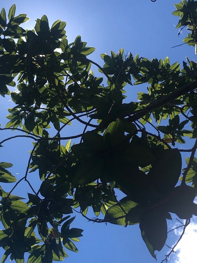 Triplaris cumingiana — related species from the same genus