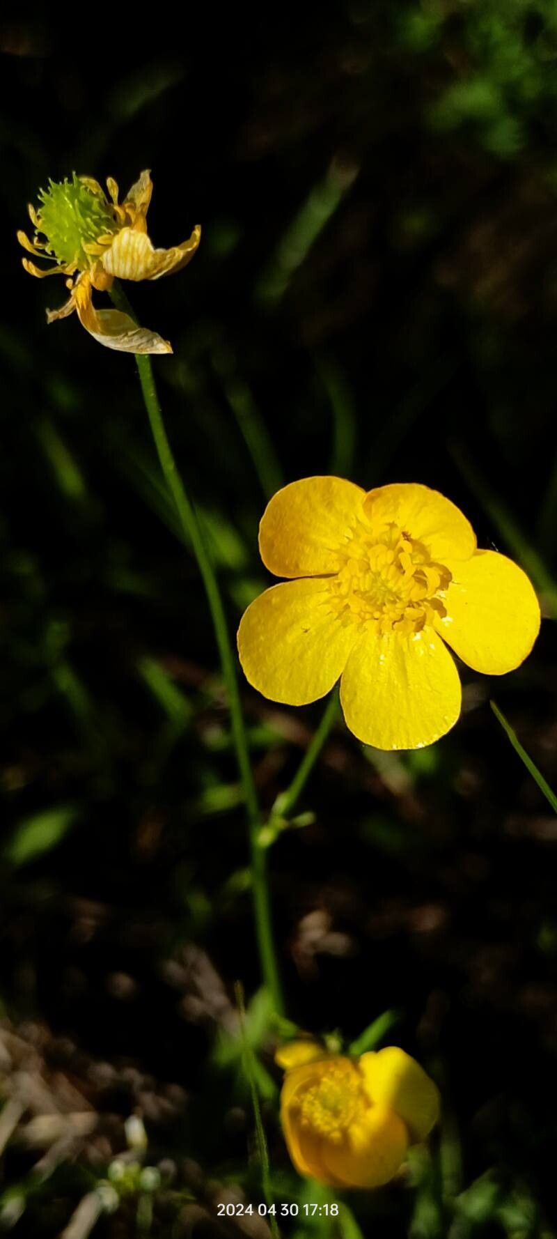 Ranunculus pedatus flower