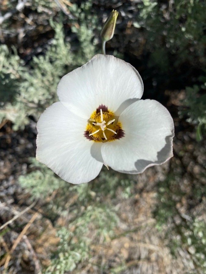 Calochortus bruneaunis flower