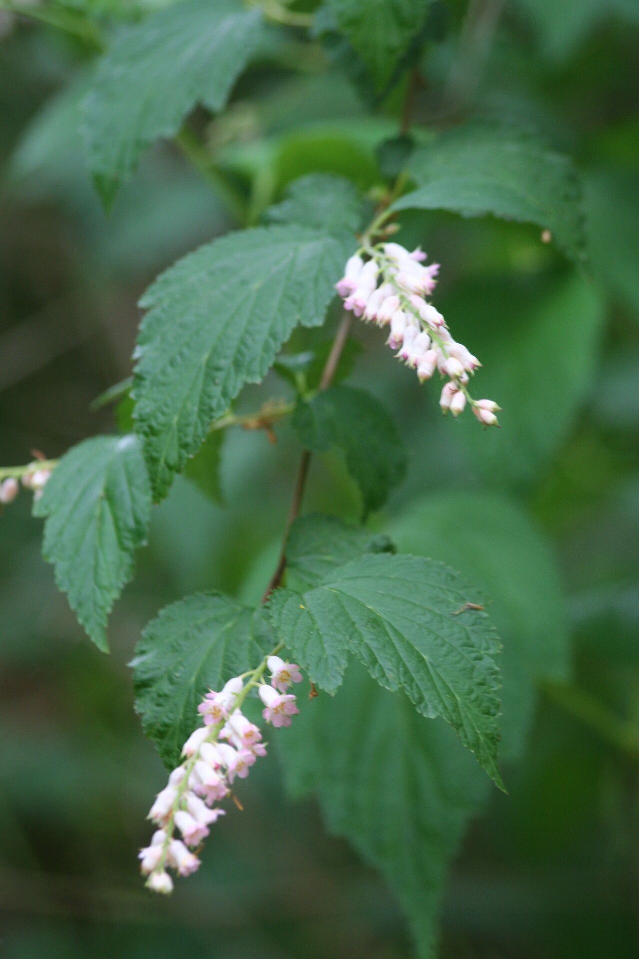 Neillia thibetica flower
