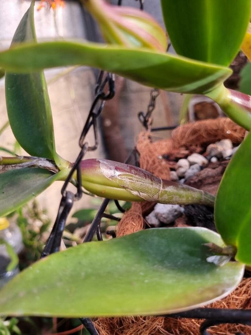 Cattleya nobilior bark