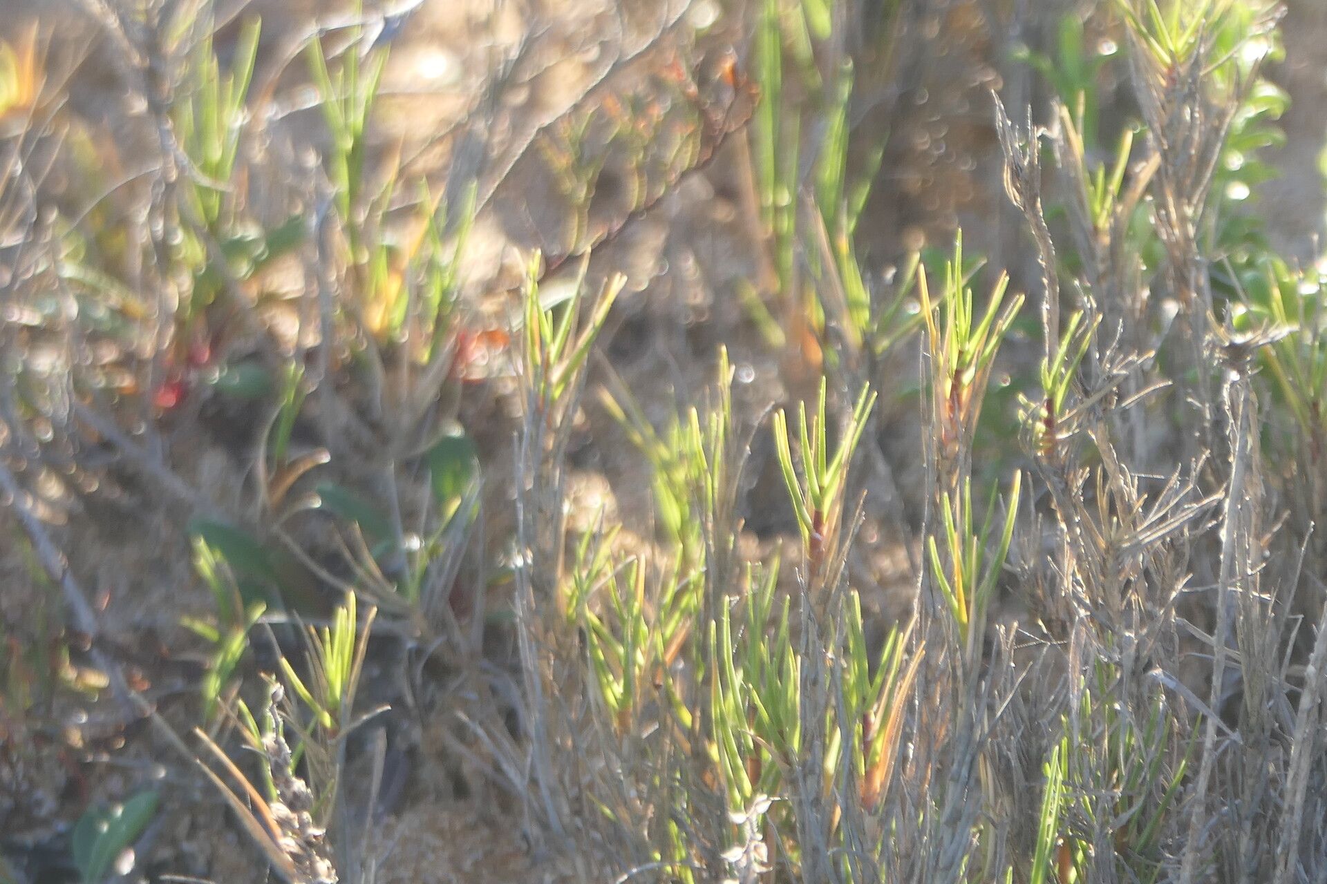 Aspalathus linearis leaf