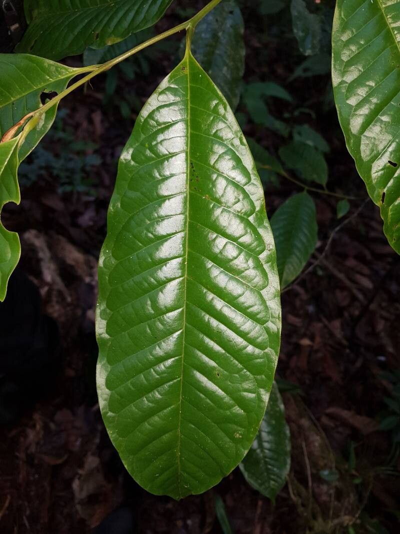 Guatteria rostrata leaf