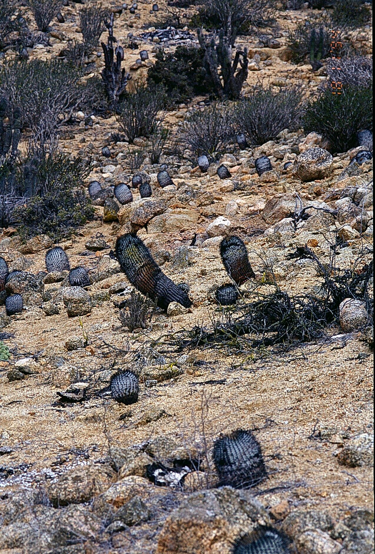 Copiapoa longistaminea habit