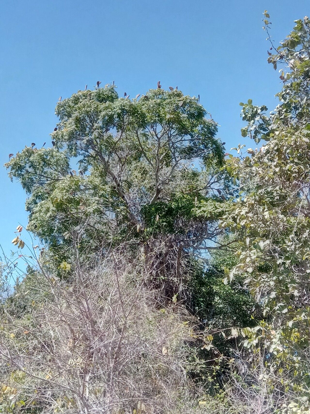 Xylia hoffmannii habit