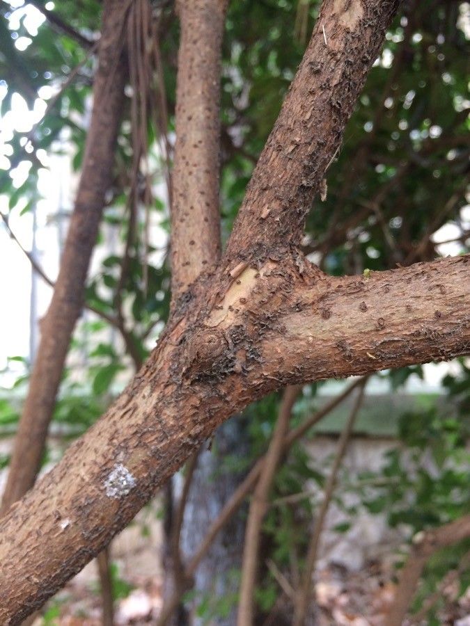 Pavetta gardeniifolia bark