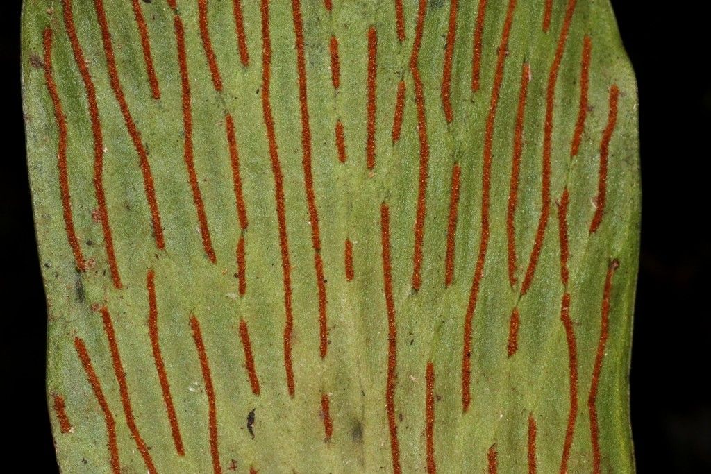 Antrophyum alatum fruit