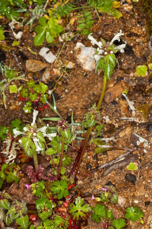 Lamium bifidum habit