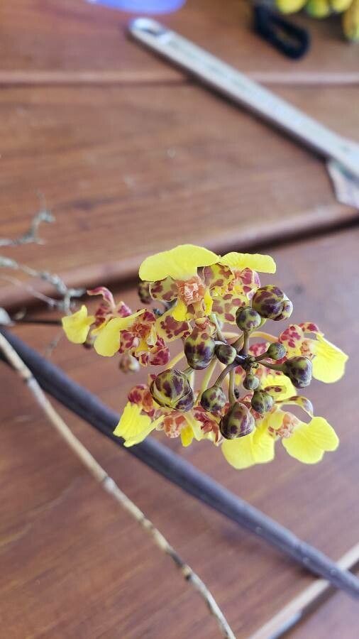 Trichocentrum cebolleta — houseplant care guide