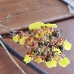 Trichocentrum cebolleta