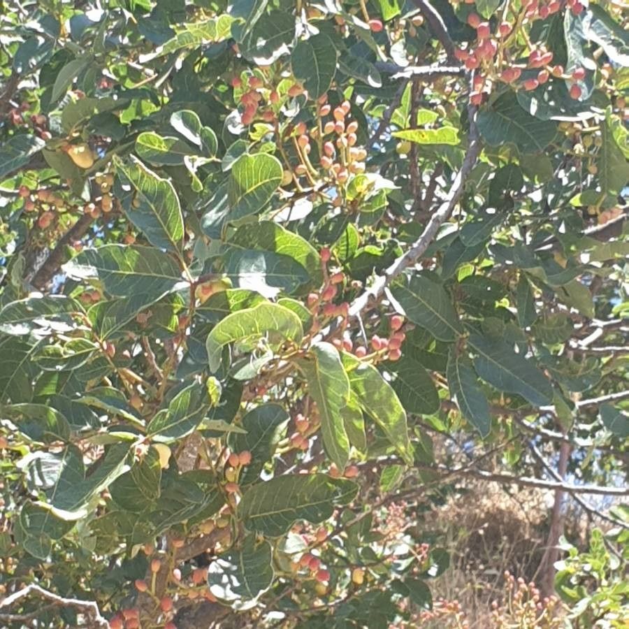 Searsia pyroides flower