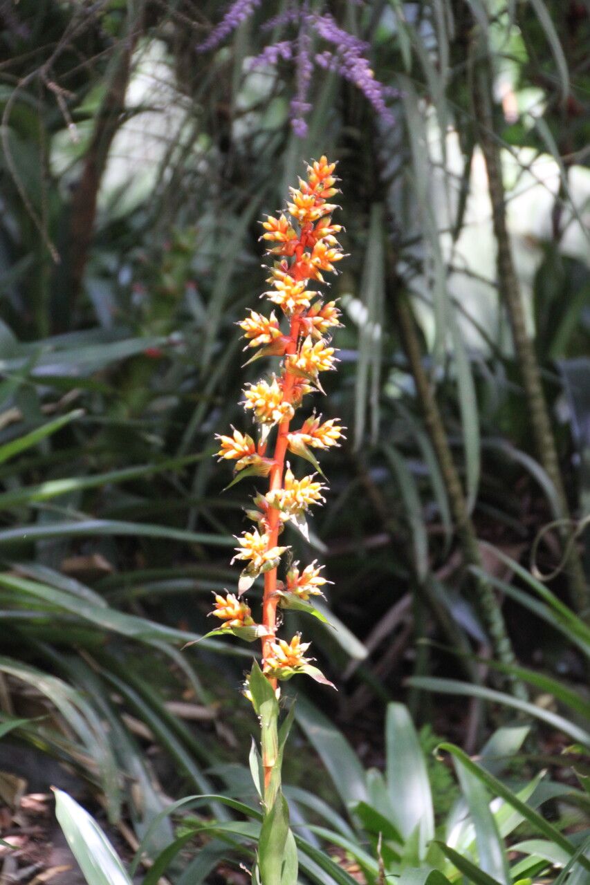 Echeveria mucronata — houseplant care guide