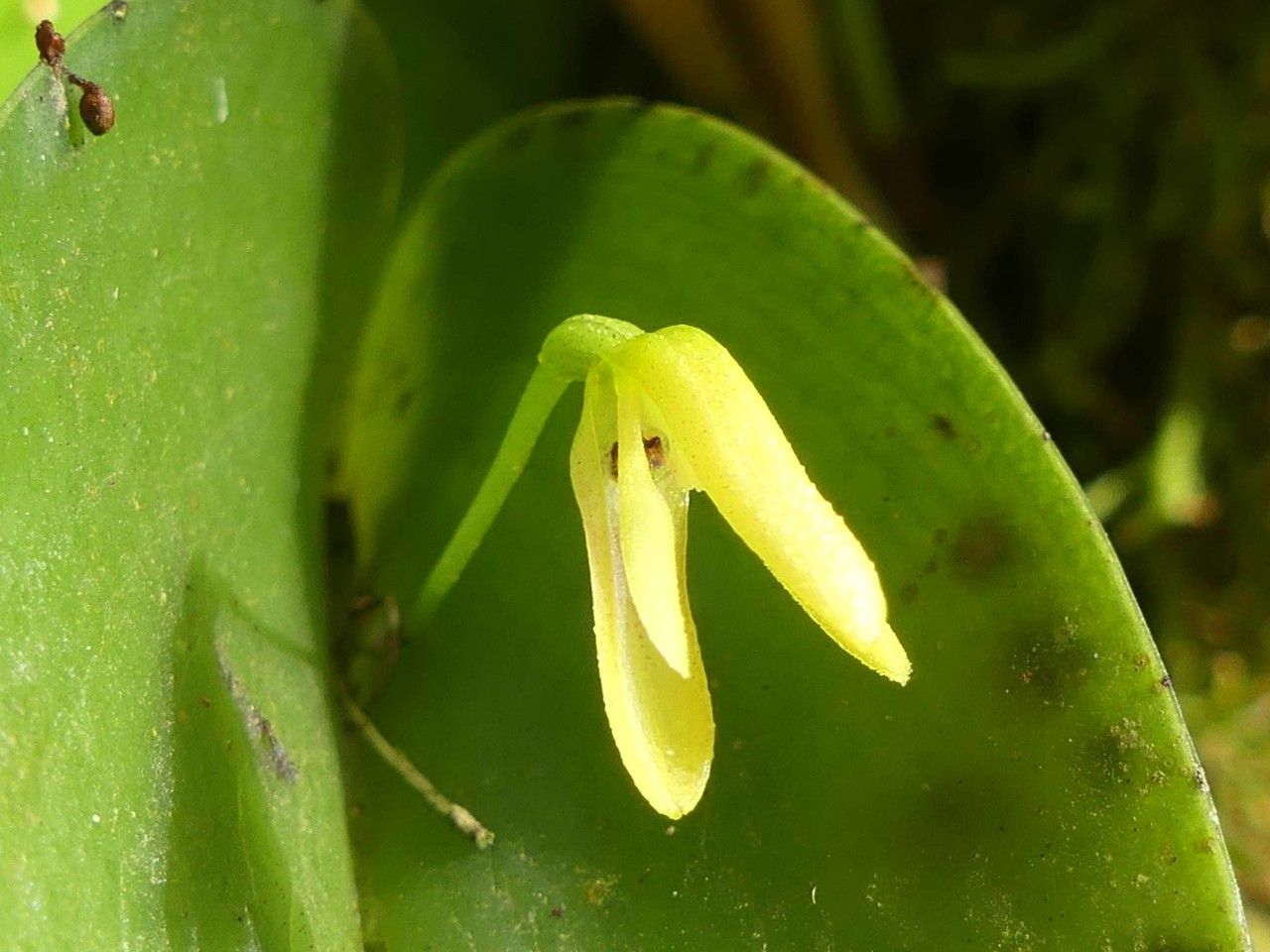 Pleurothallis crocodiliceps flower