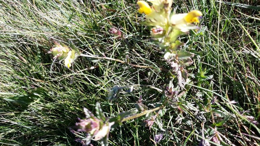 Rhinanthus major habit