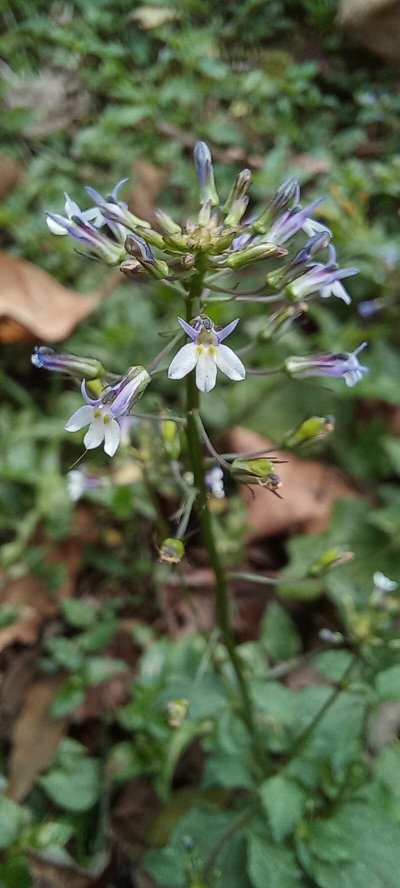Lobelia xalapensis flower