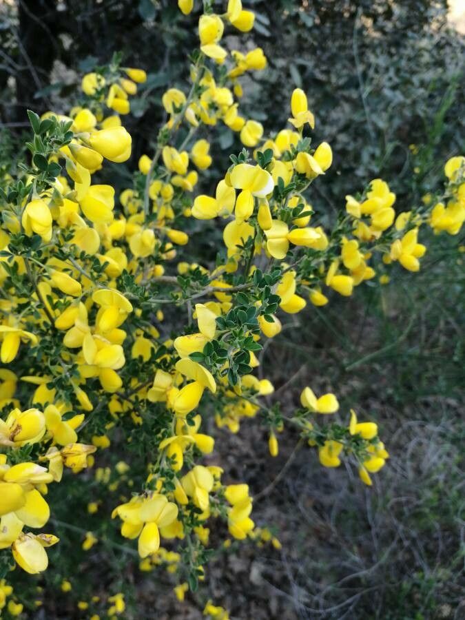 Cytisus arboreus flower
