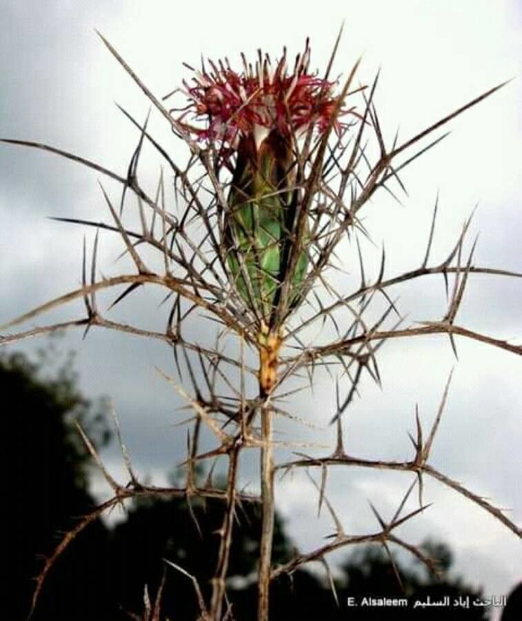 Cirsium discolor flower