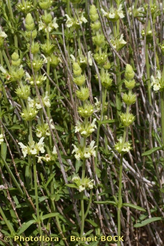 Sideritis algarviensis other