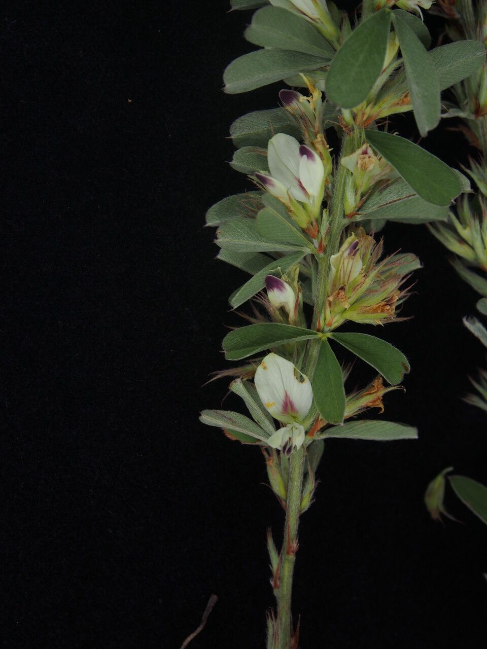 Lespedeza gerardiana — search result for 'Lespedeza'