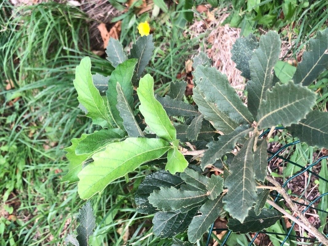 Quercus praeco — houseplant care guide