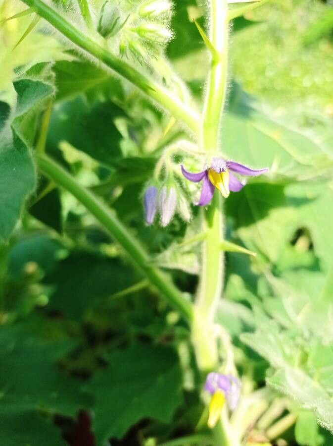 Solanum mammosum flower