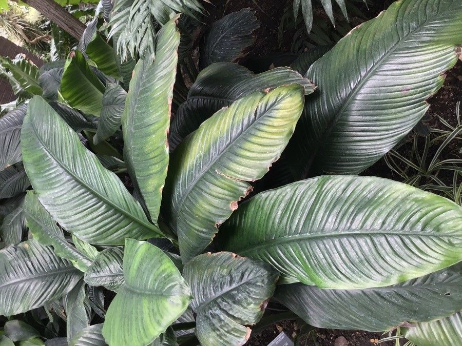 Spathiphyllum commutatum habit