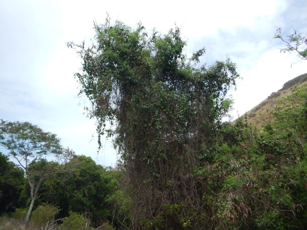 Parsonsia brachiata habit