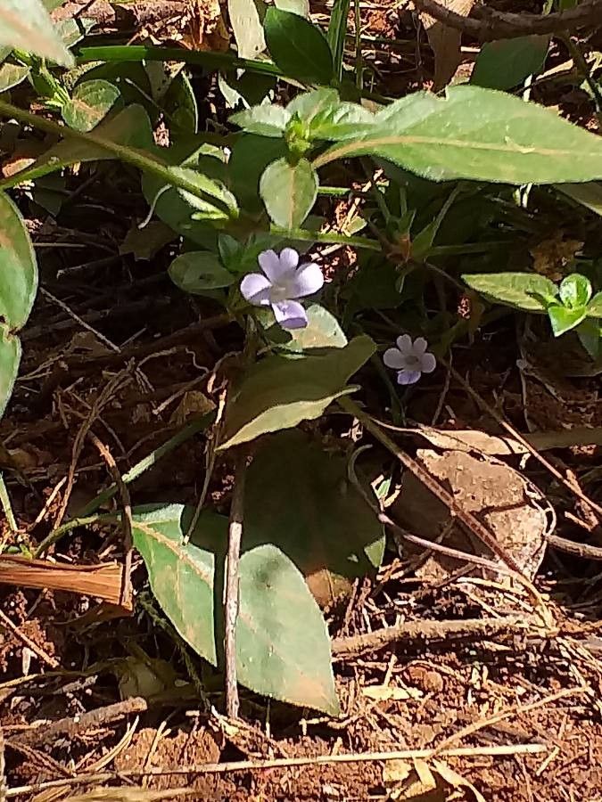 Barleria ventricosa flower
