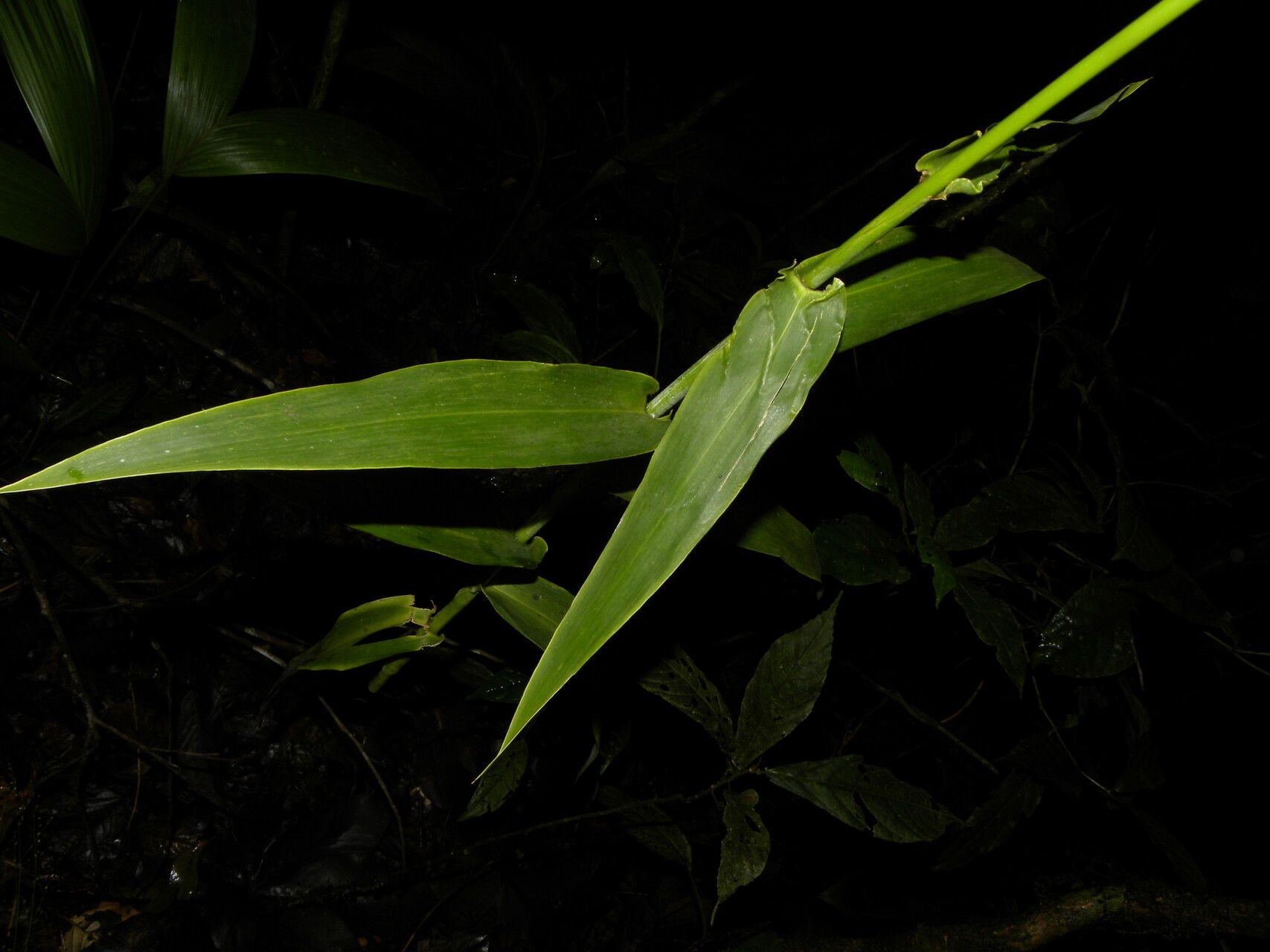 Lasiacis procerrima leaf