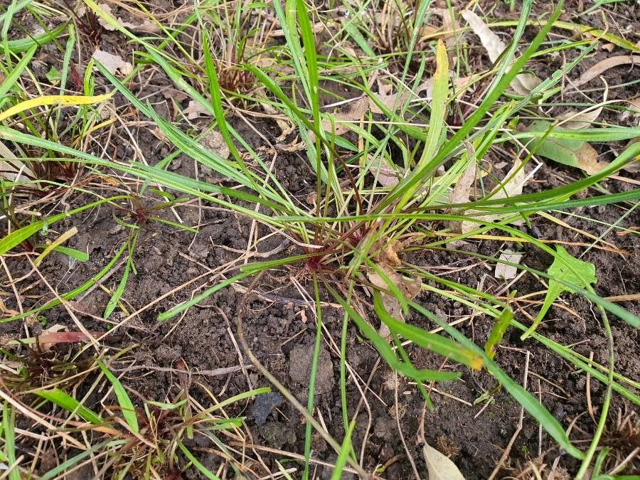 Microseris scapigera — search result for 'Scorzonera'