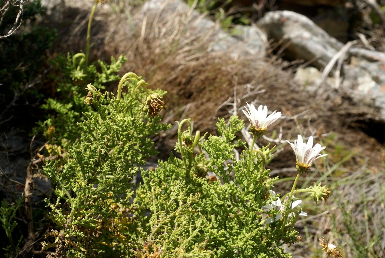 Arctotis aspera habit