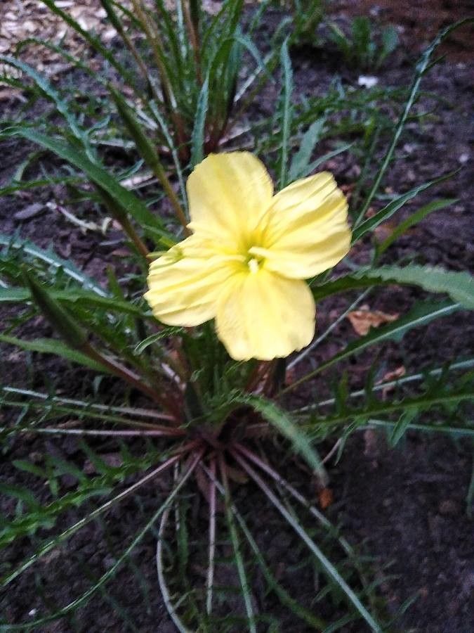 Oenothera flava flower