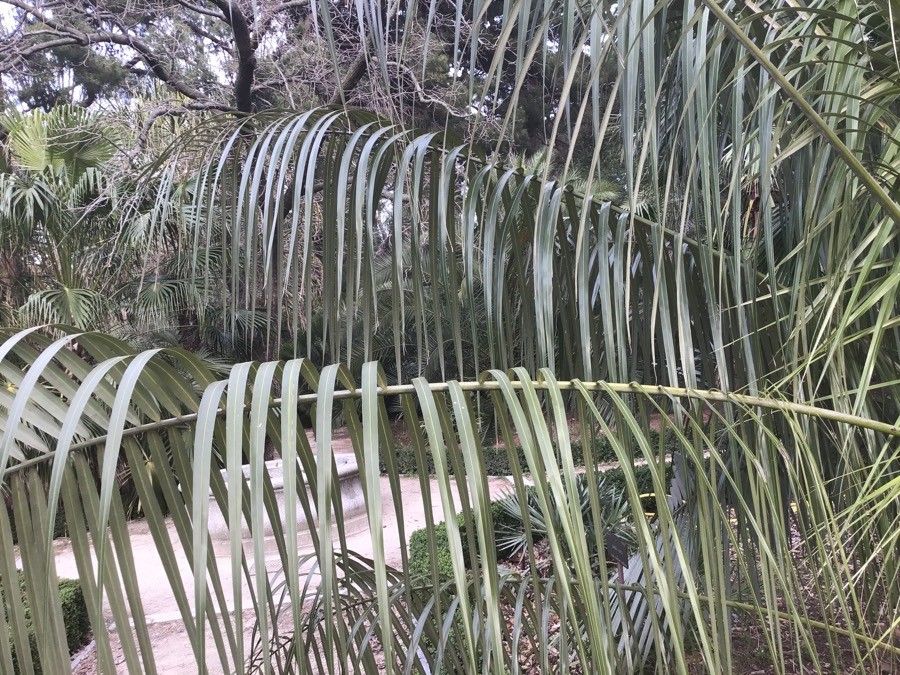 Parajubaea torallyi leaf