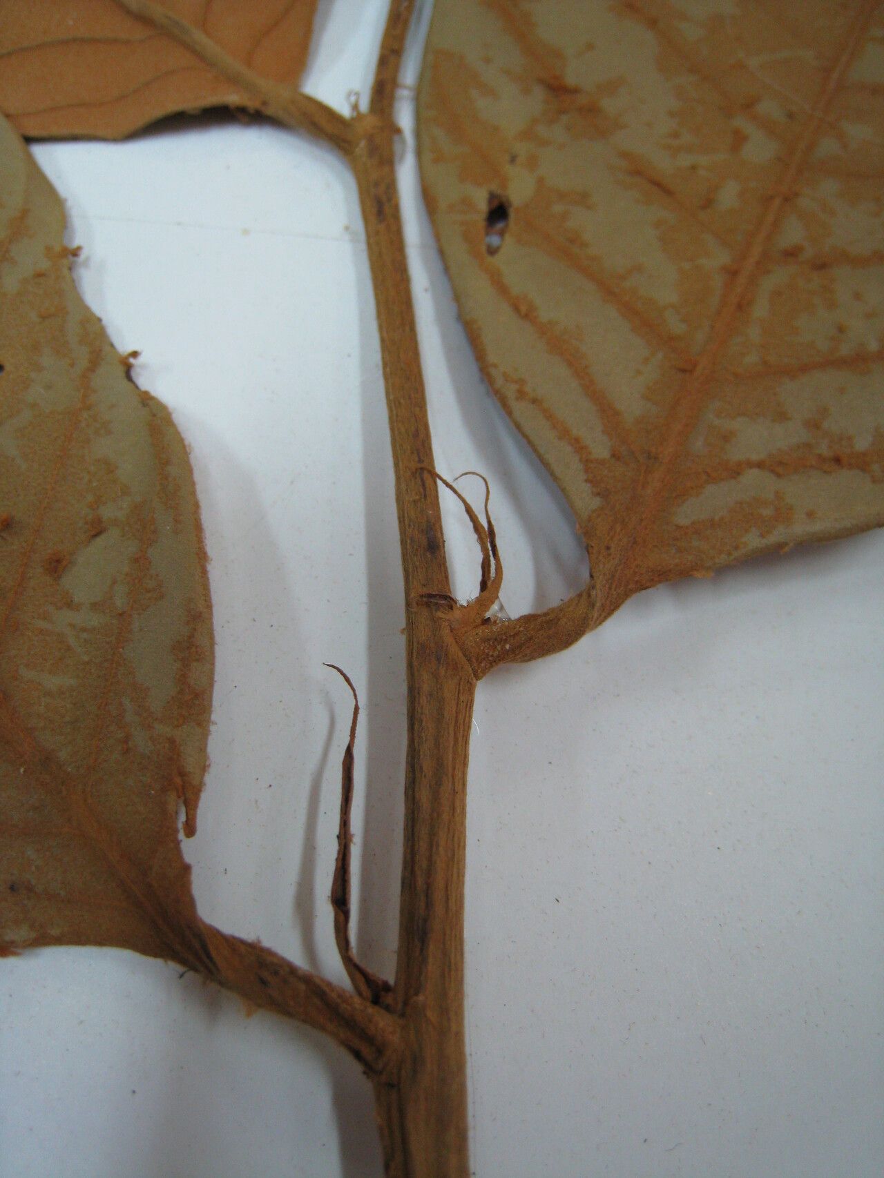 Couepia magnoliifolia other