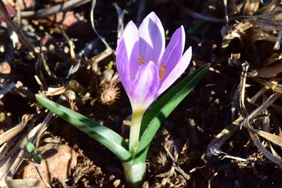 Colchicum doerfleri flower
