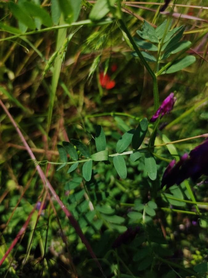 Vicia dasycarpa — houseplant care guide