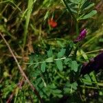 Vicia dasycarpa