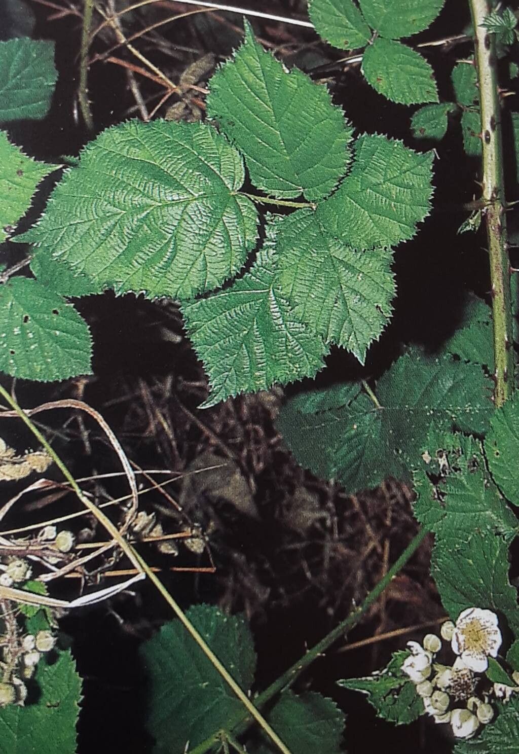 Rubus maximiformis — houseplant care guide