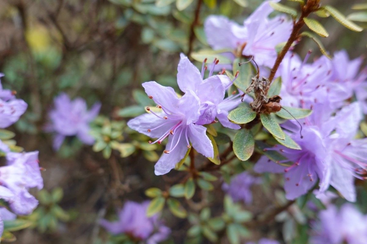 Rhododendron orthocladum flower