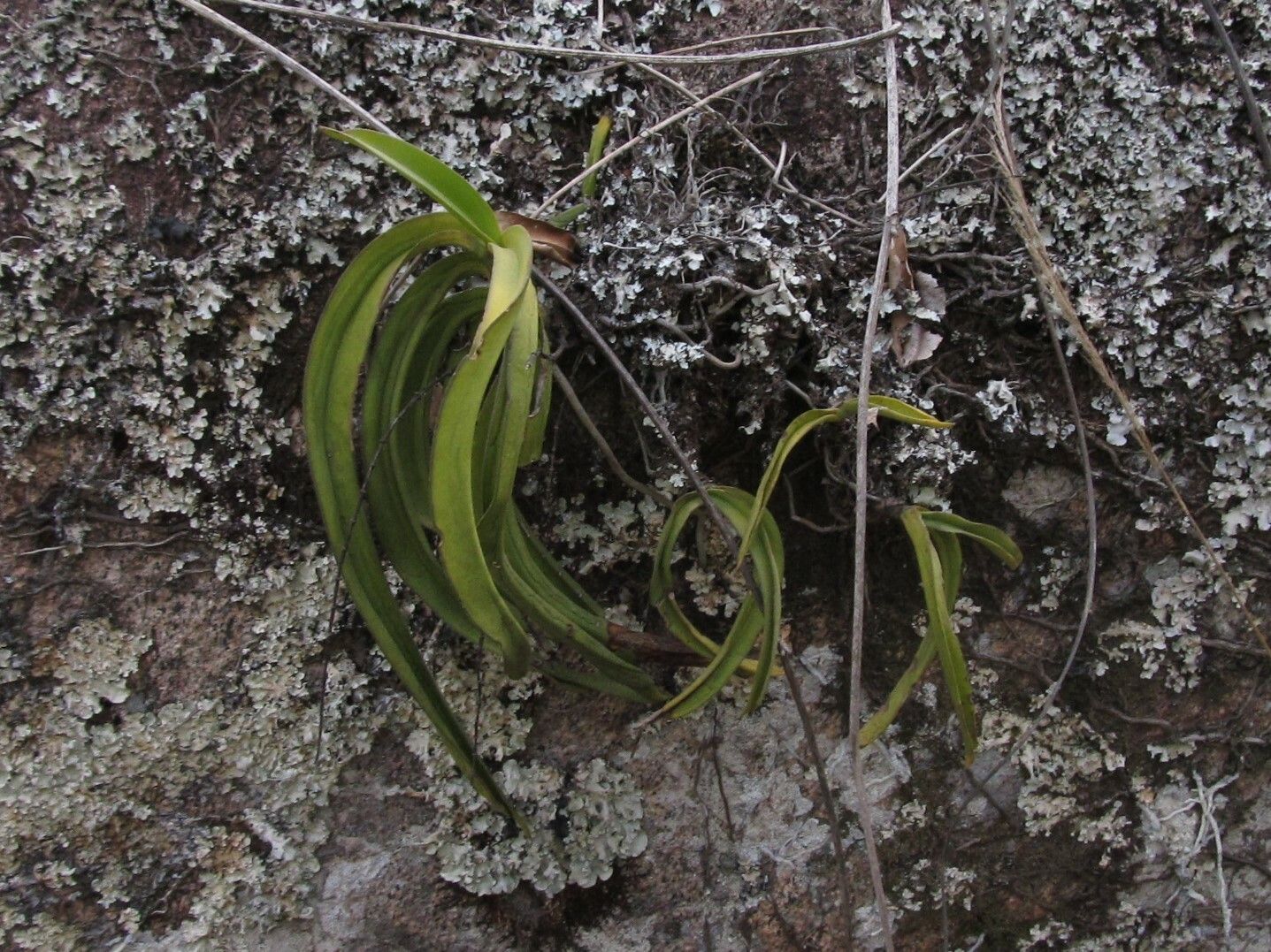 Diaphananthe fragrantissima — related species from the same genus