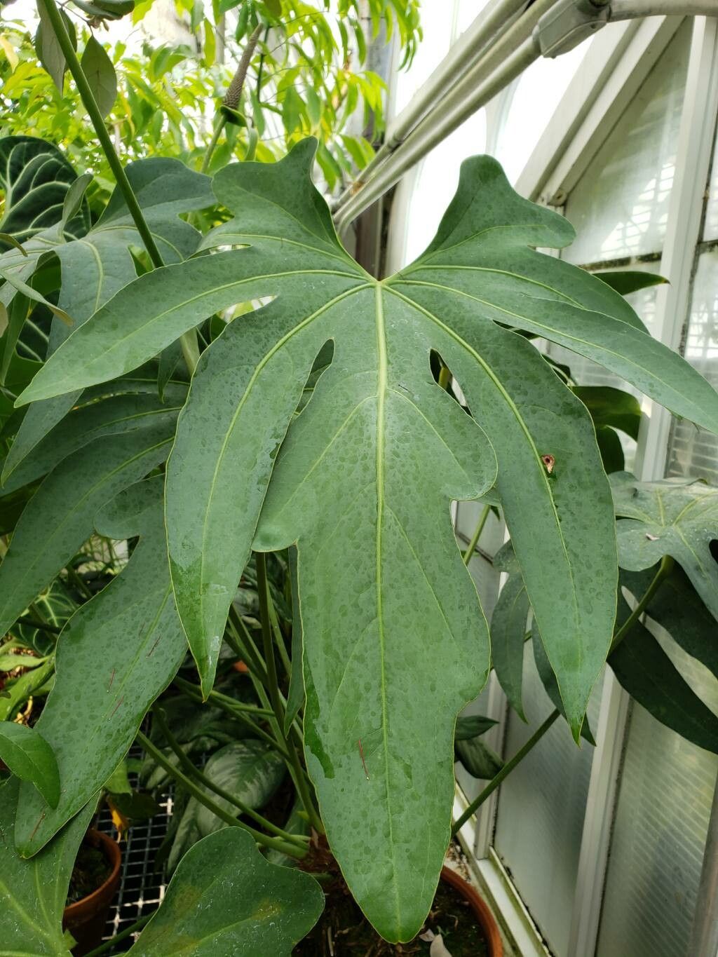 Anthurium podophyllum leaf