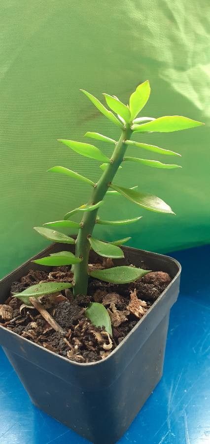 Pereskiopsis diguetii leaf