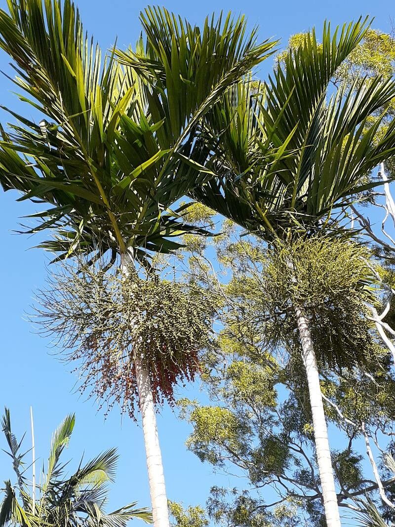 Ptychosperma elegans leaf