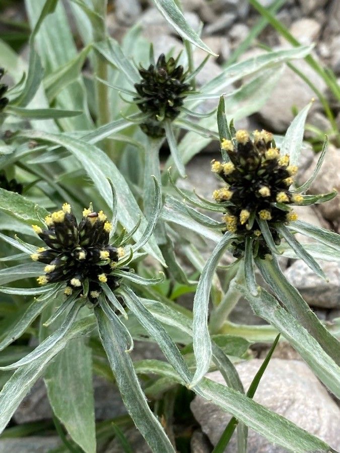 Gnaphalium norvegicum flower