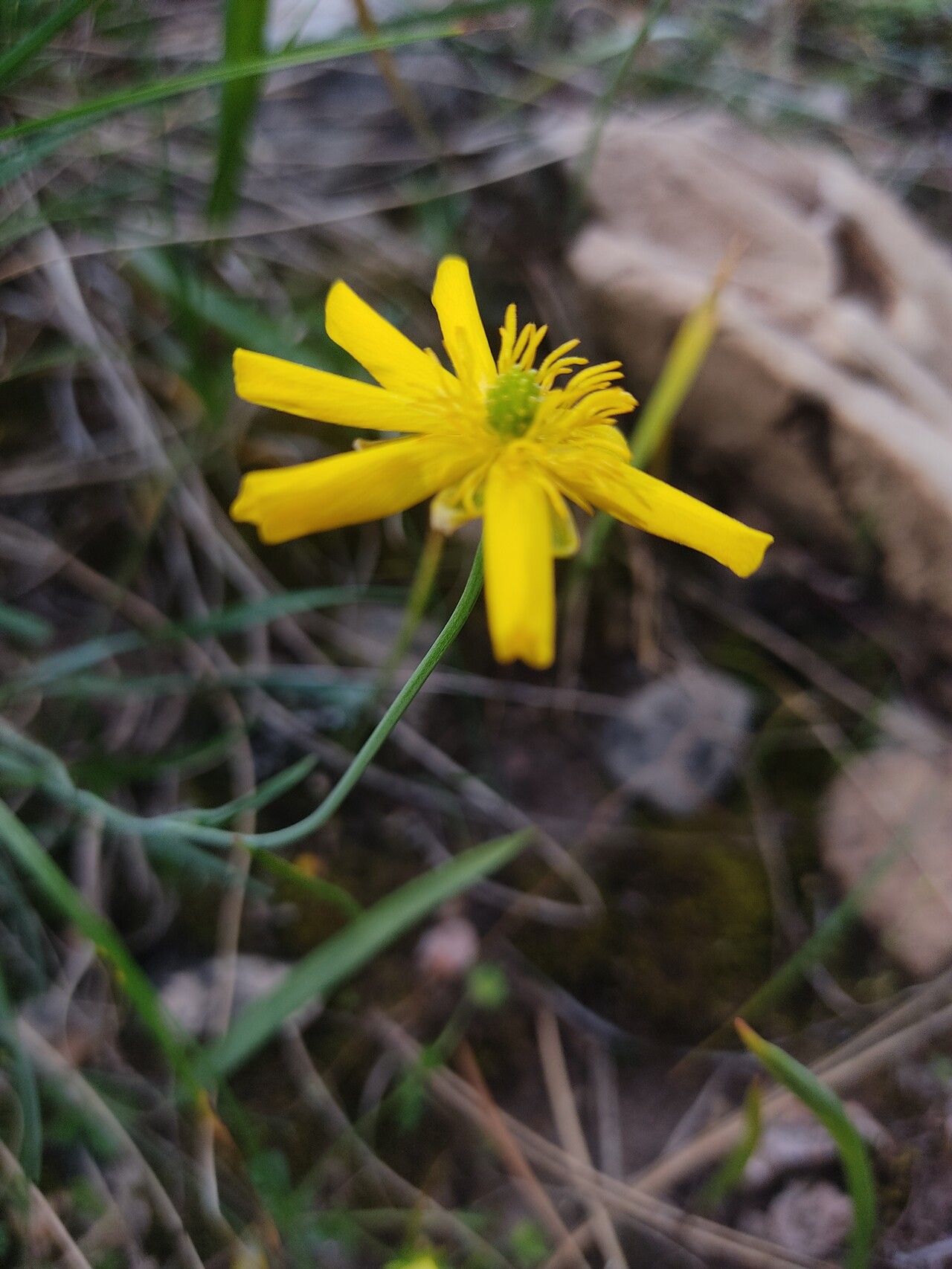 Isoetes durieui flower